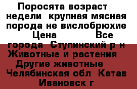 Поросята возраст 4 недели, крупная мясная порода(не вислобрюхие ) › Цена ­ 4 000 - Все города, Ступинский р-н Животные и растения » Другие животные   . Челябинская обл.,Катав-Ивановск г.